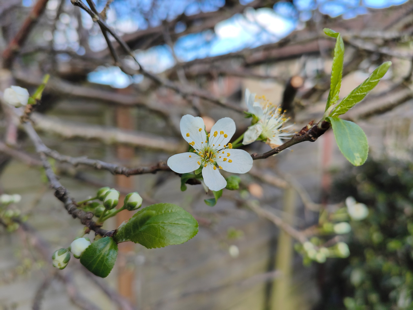 Poco X8 Pro camera samples blossom