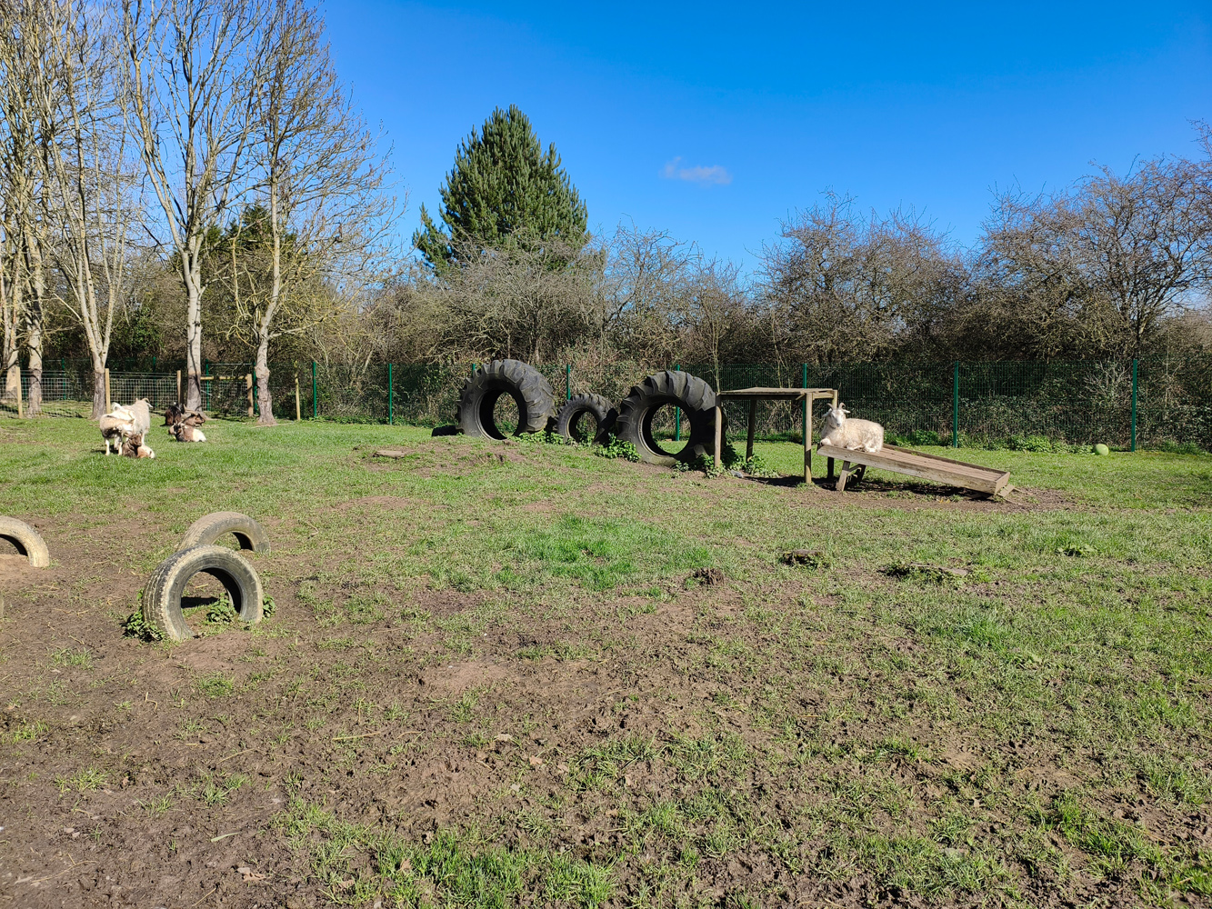 Poco X8 Pro camera samples goat pen