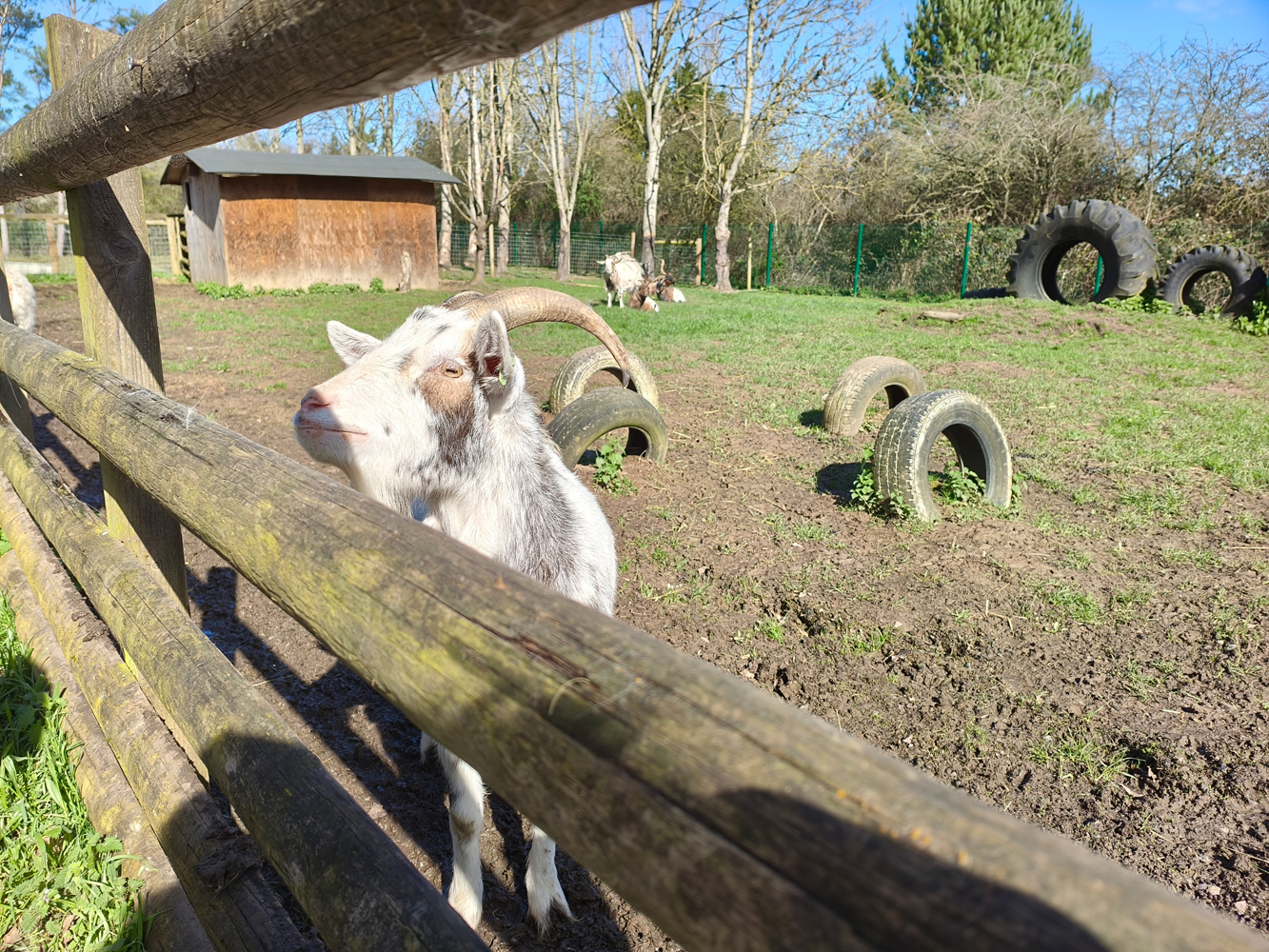 Poco X8 Pro camera samples goat zoom