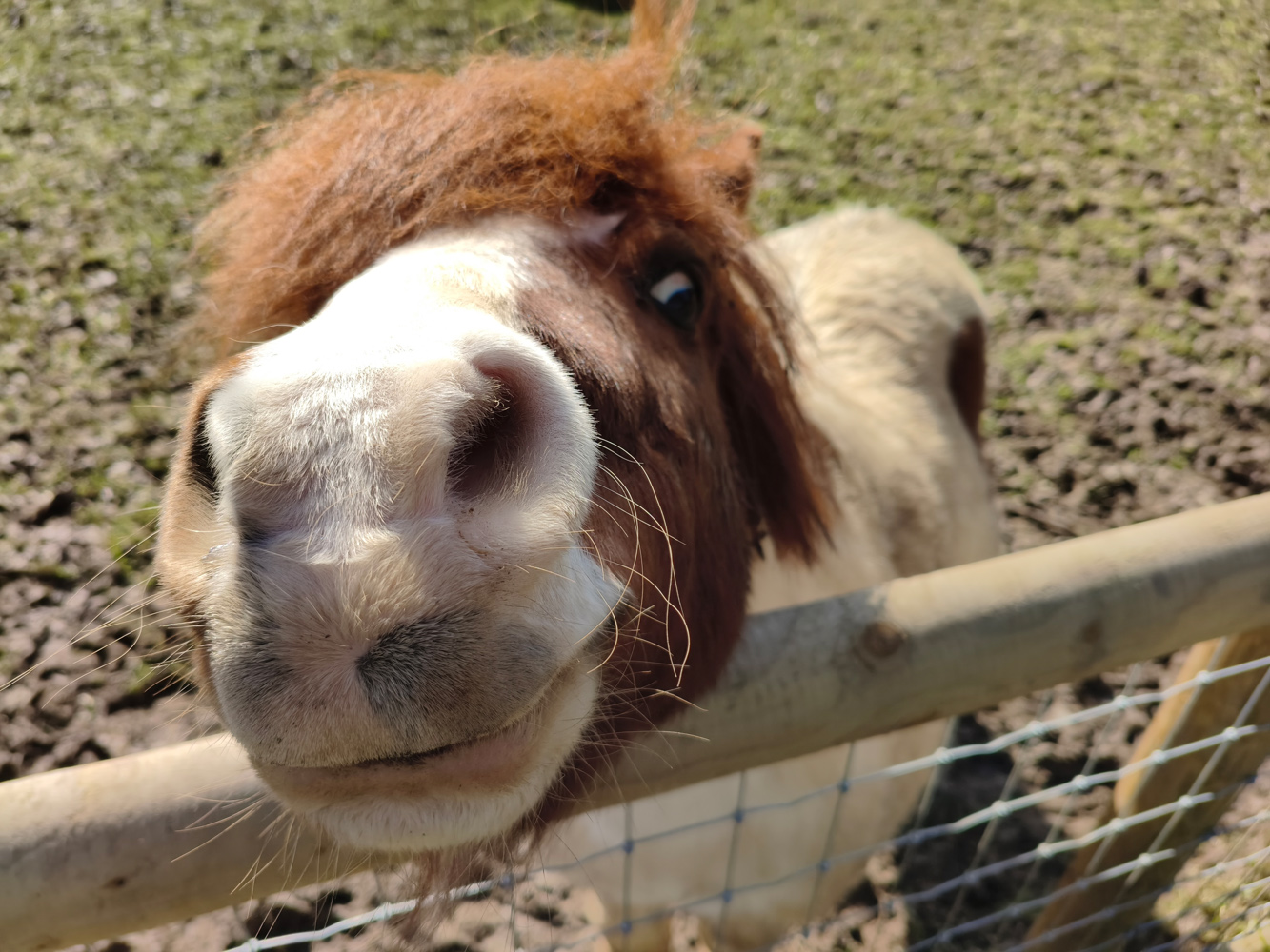 Poco X8 Pro camera samples horse