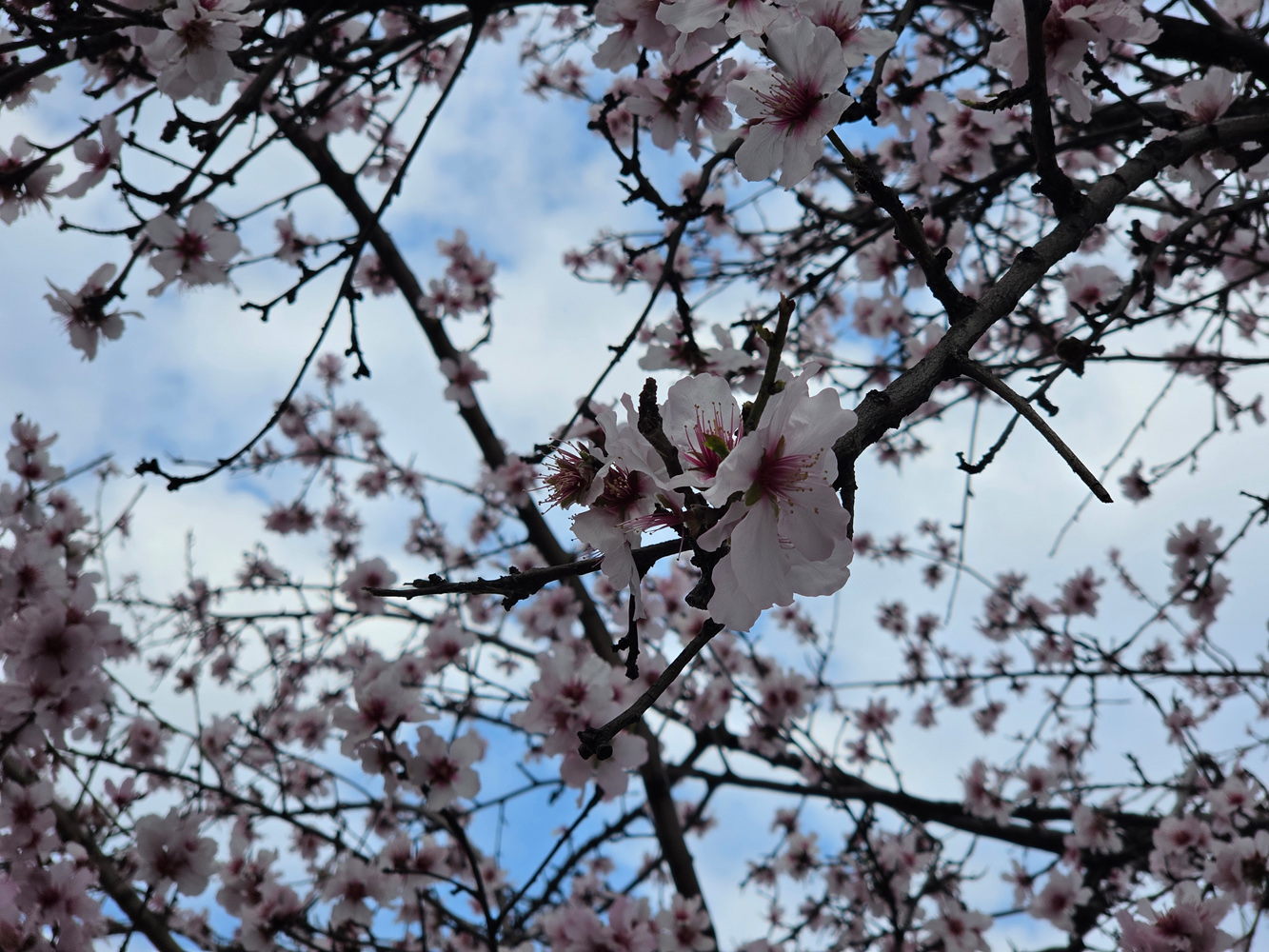 Samsung Galaxy S26 Ultra camera samples cherry blossom