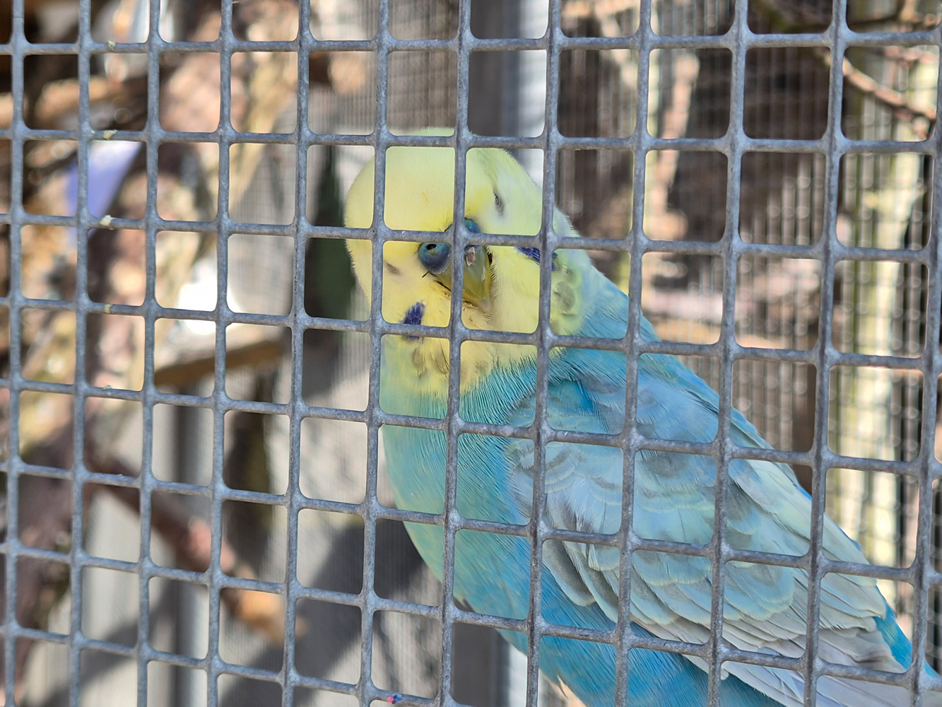 Samsung Galaxy S26 review bird