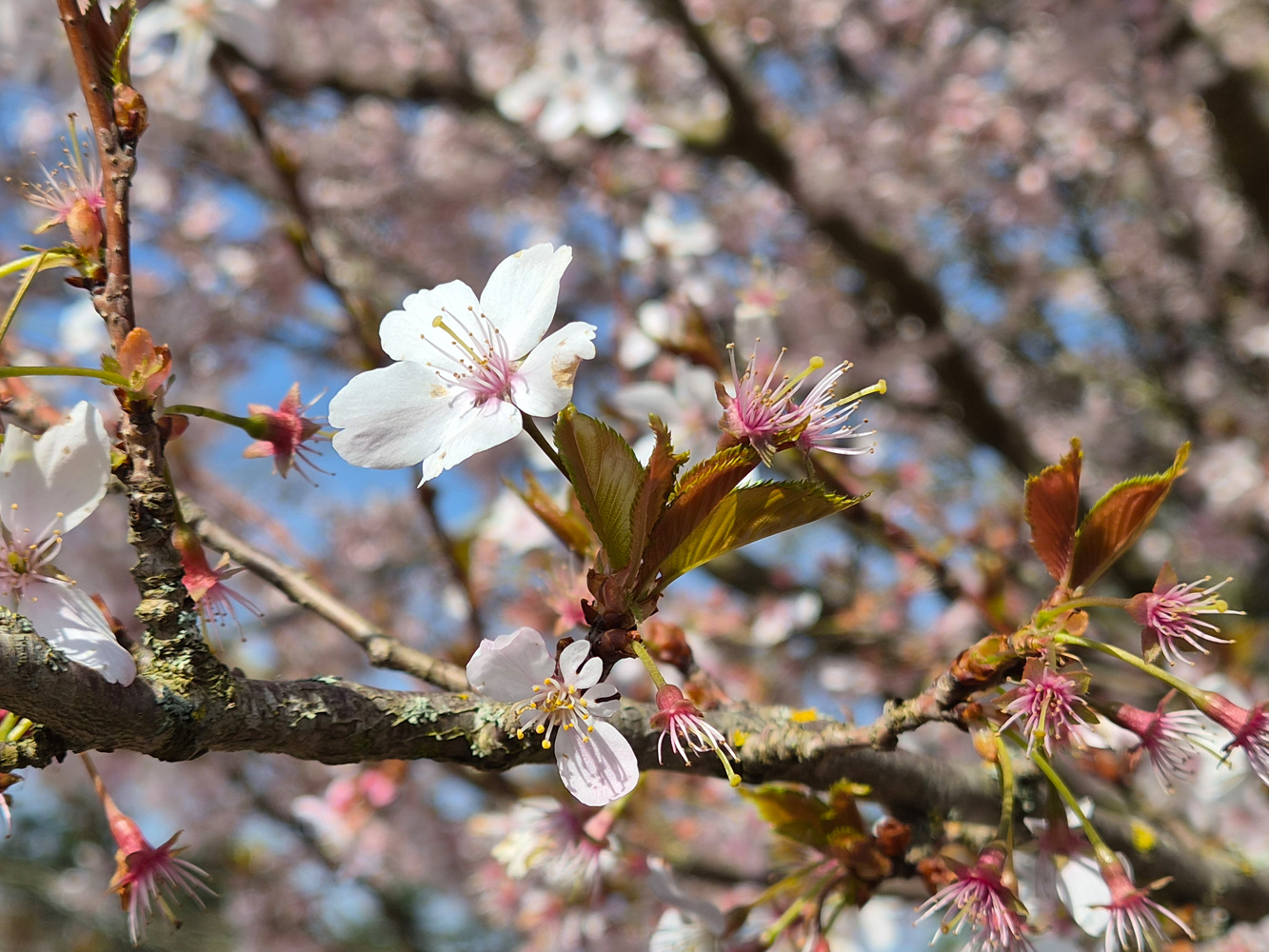 Samsung Galaxy S26 review blossom