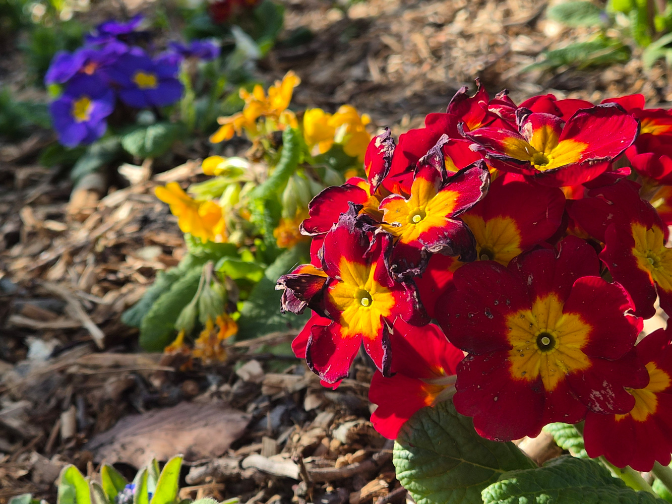 Samsung Galaxy S26 review flowers
