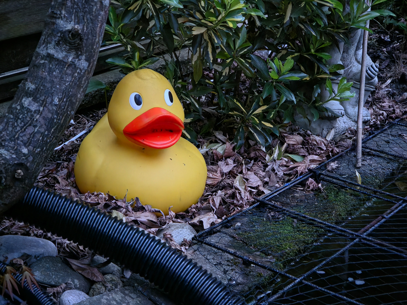 Samsung Galaxy S26 review low light duck