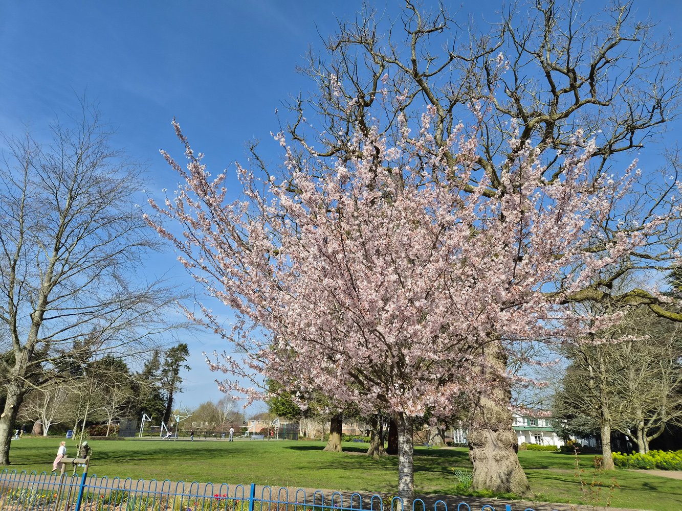 Samsung Galaxy S26 review tree