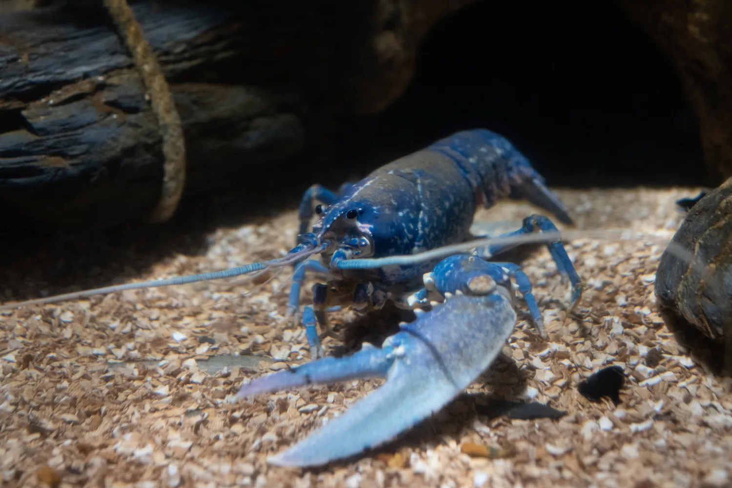 Sony RX1R III camera samples lobster