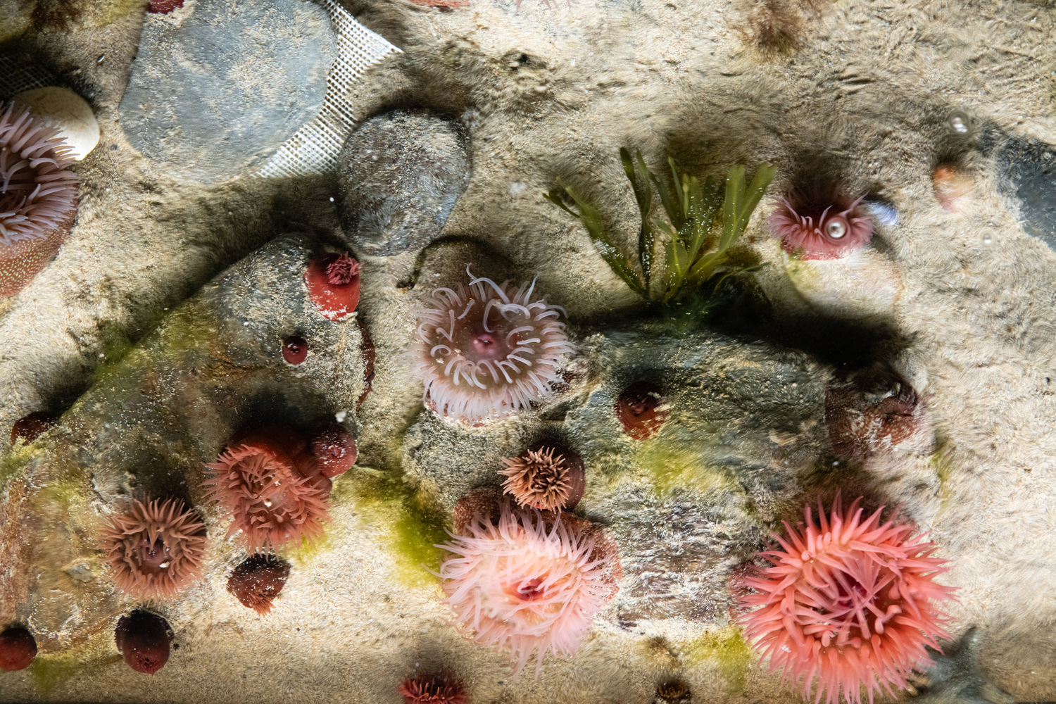 Sony RX1R III camera samples rockpool