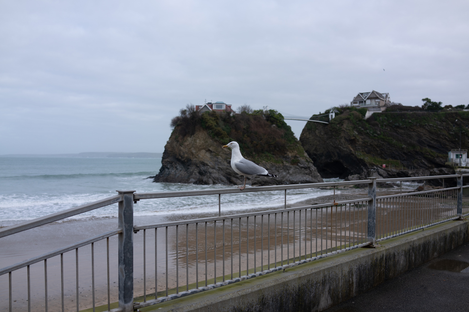 Sony RX1R III camera samples seagull