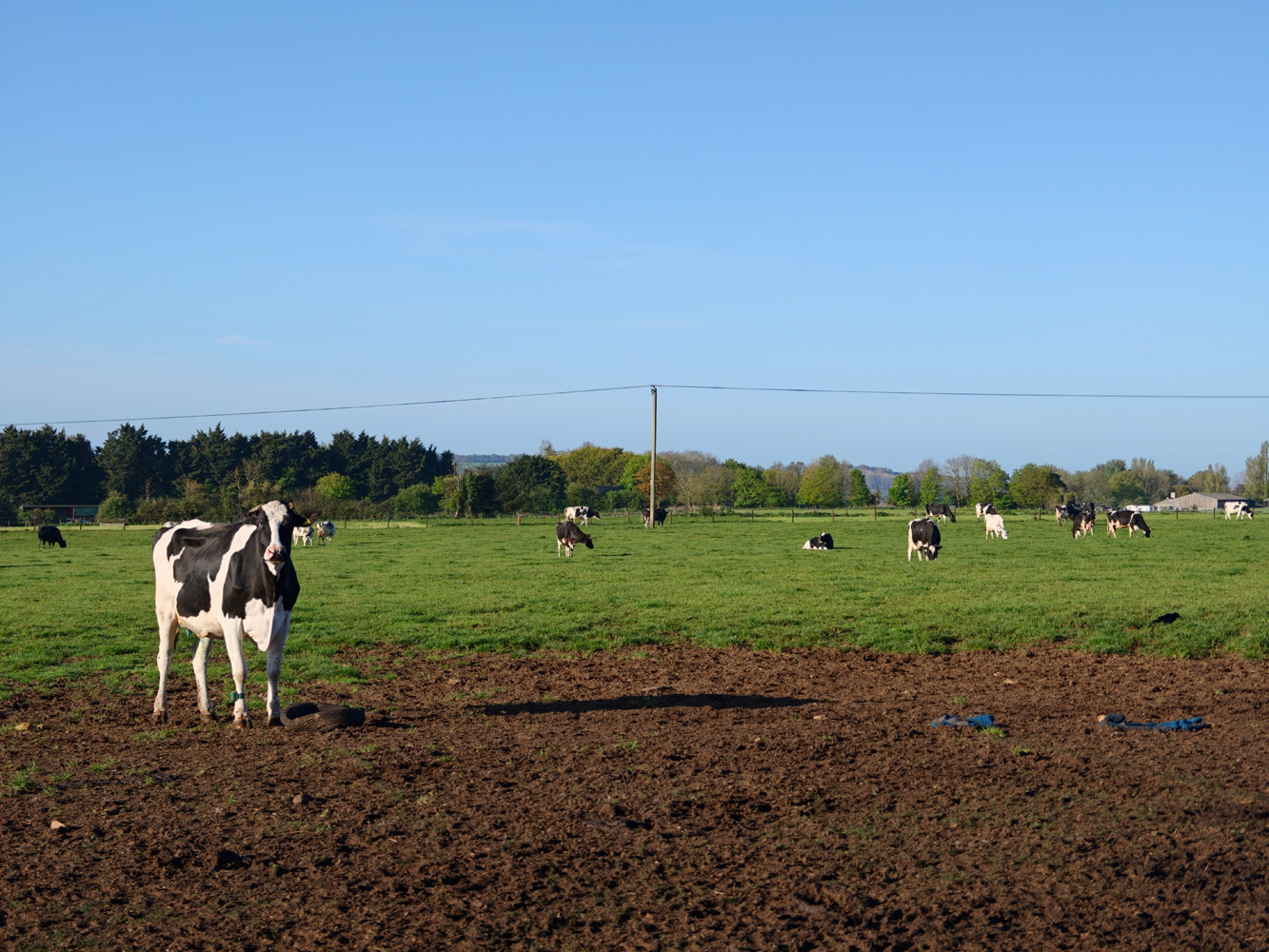 Oppo Find X9 Ultra camera samples cow