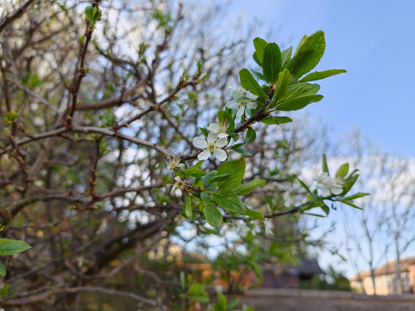 Oppo Find X9 Ultra camera samples bokeh leaves