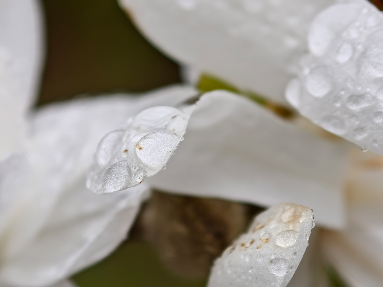 Oppo Find X9 Ultra camera samples telemacro wet flowers