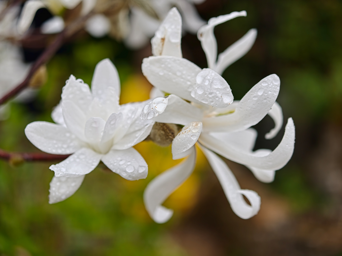 Oppo Find X9 Ultra camera samples telemacro flowers