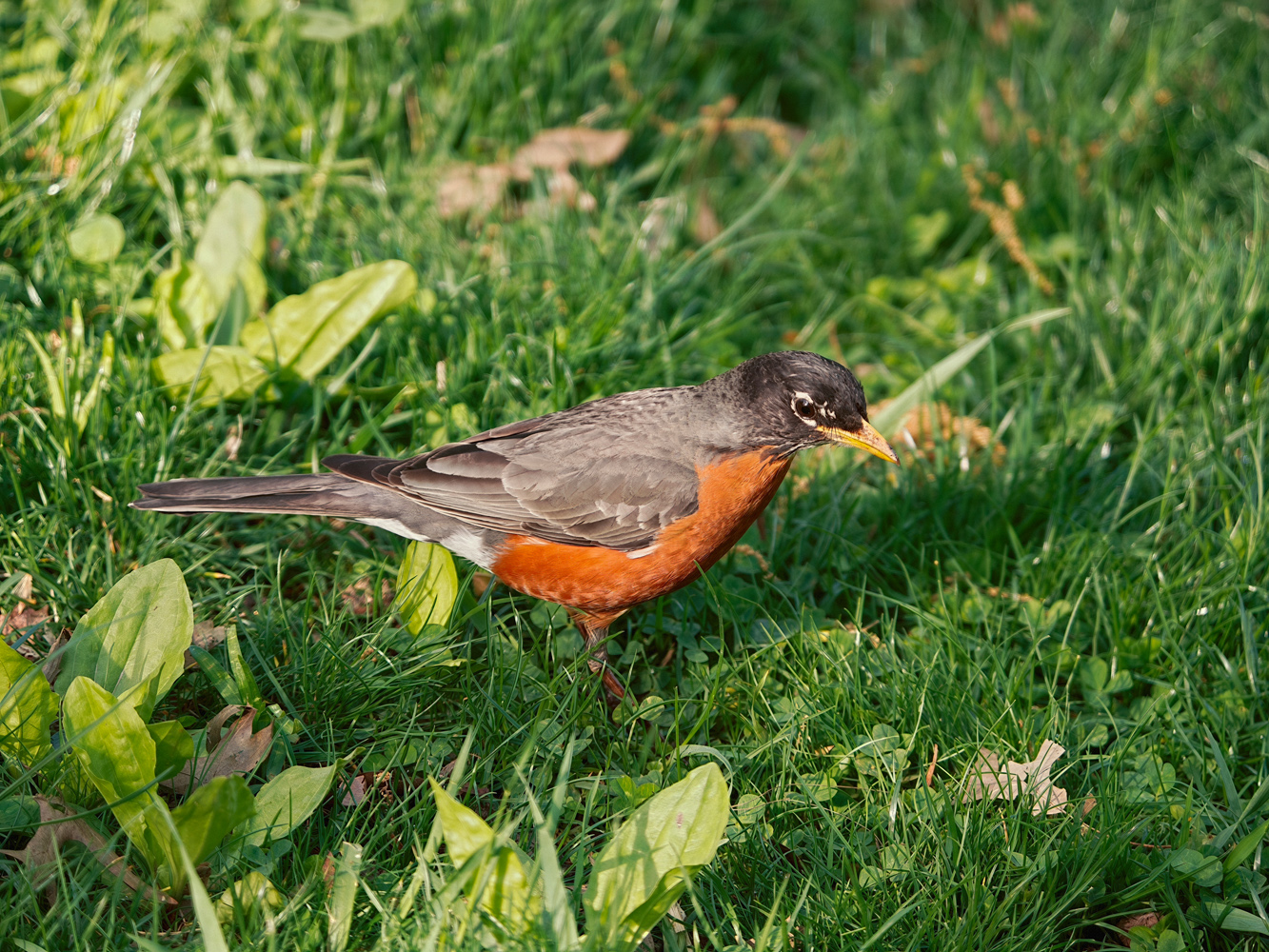 Oppo Hasselblad lens extender camera samples baby bird