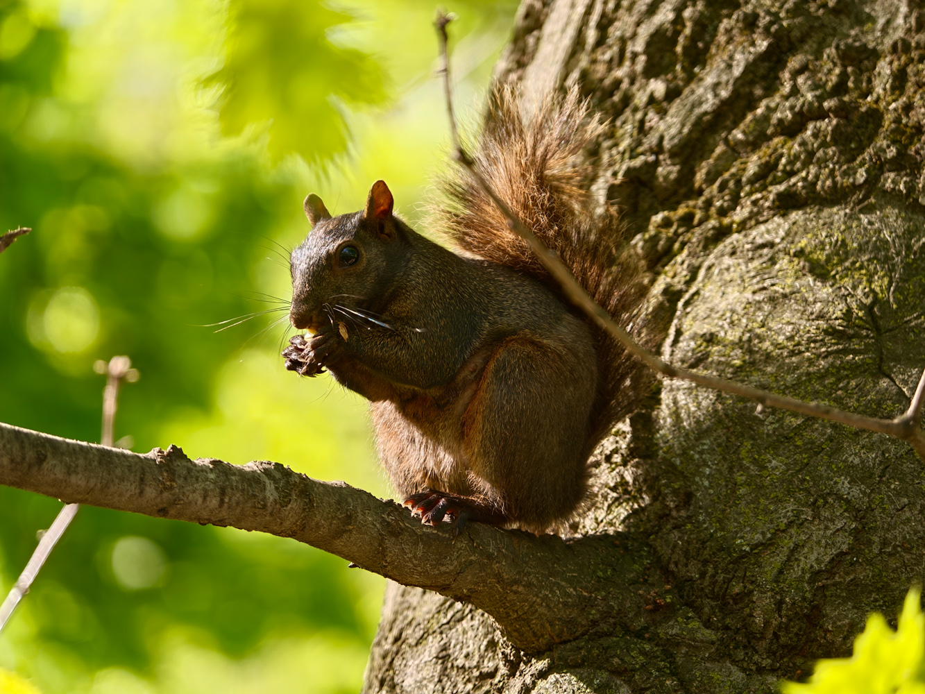 Oppo Hasselblad lens extender camera samples black squirrel