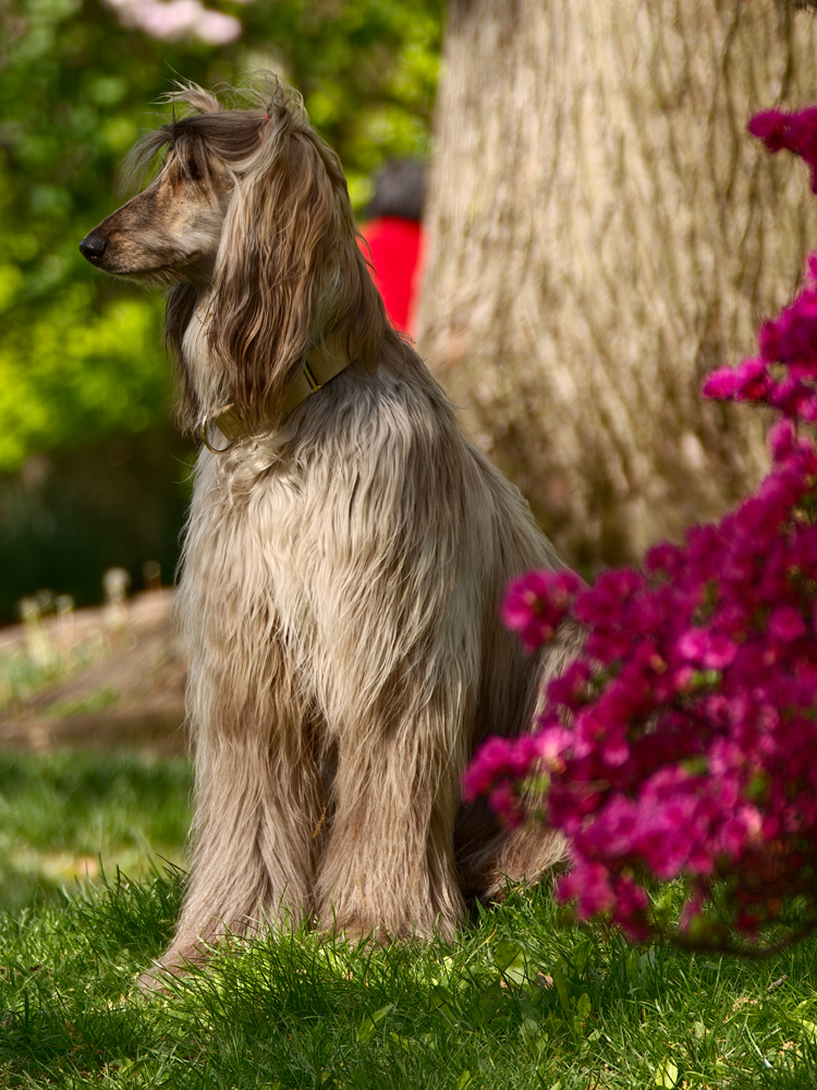 Oppo Hasselblad lens extender camera samples brown dog