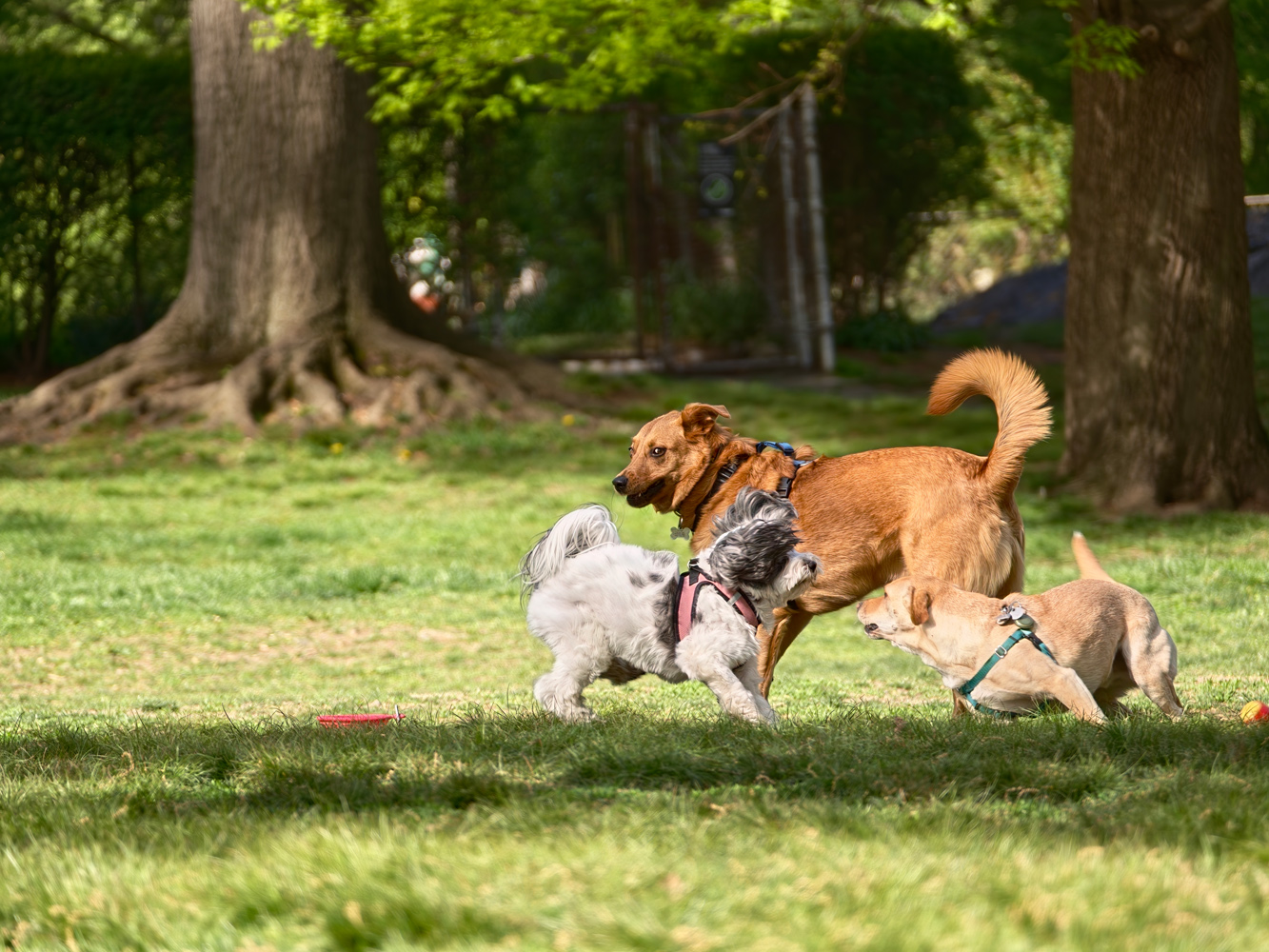 Oppo Hasselblad lens extender camera samples dog argument