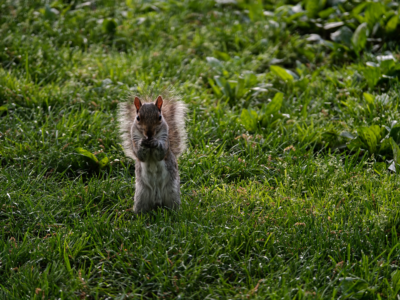 Oppo Hasselblad lens extender camera samples squirrel eating