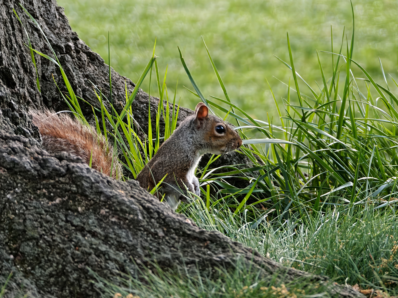 Oppo Hasselblad lens extender camera samples squirrel tree