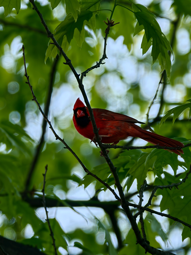 Oppo Hasselblad lens extender camera samples tropical bird
