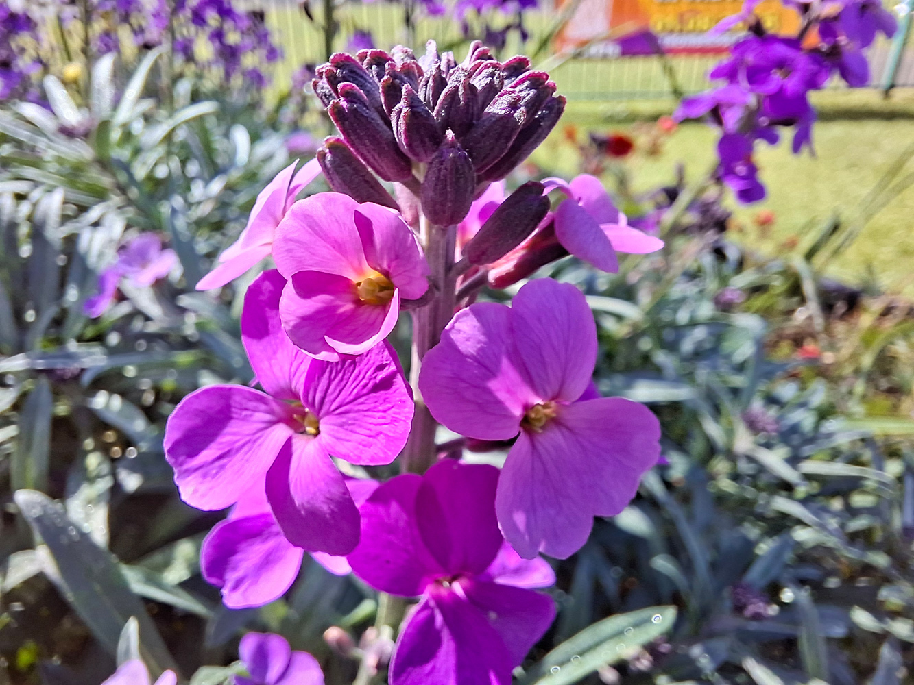 Samsung Galaxy A57 camera samples macro flowers
