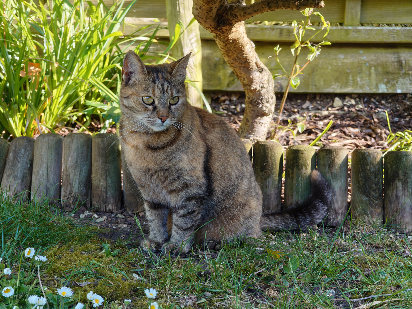 Sony Xperia 1 VIII camera samples cat