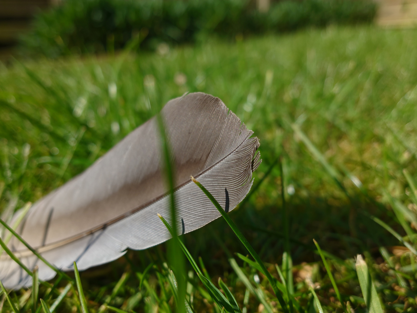 Sony Xperia 1 VIII camera samples closeup feather