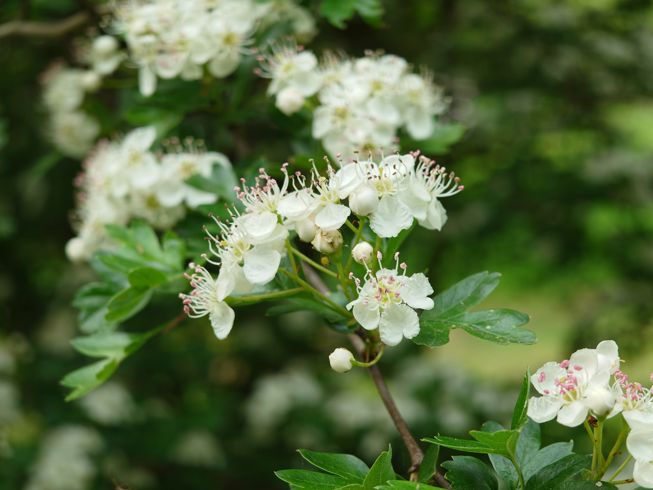 Sony Xperia 1 VIII camera samples closeup flowers