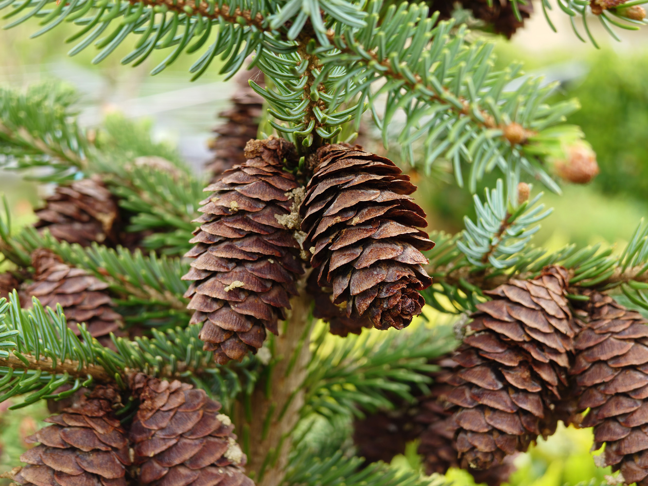 Sony Xperia 1 VIII camera samples closeup pine cones