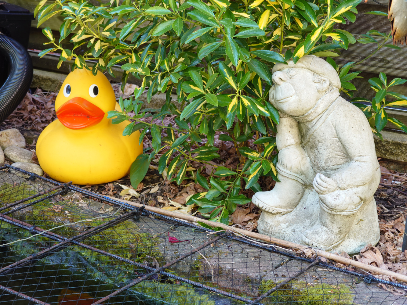 Sony Xperia 1 VIII camera samples duck