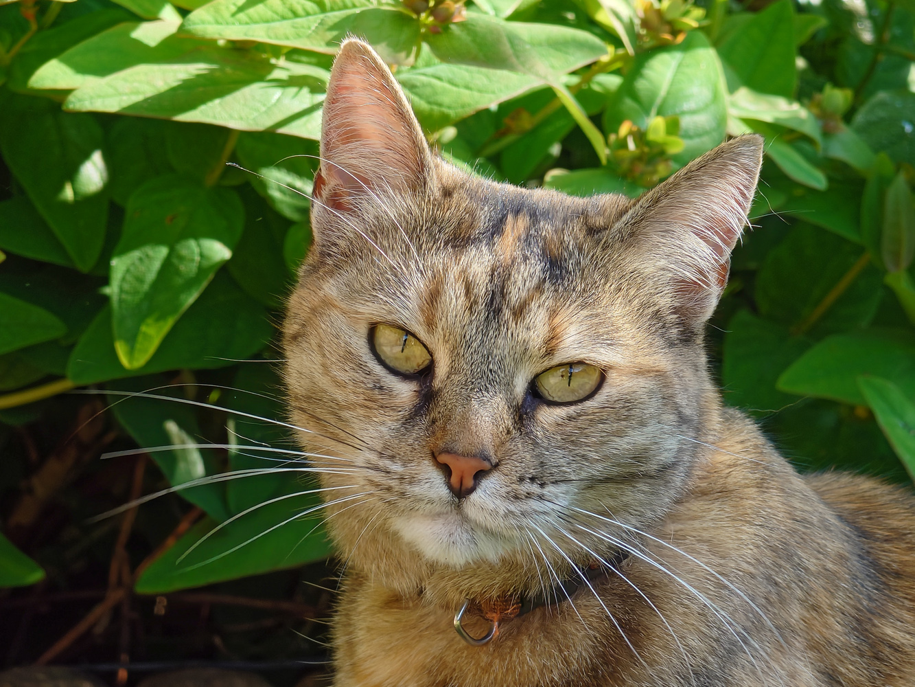 Sony Xperia 1 VIII camera samples zoom cat