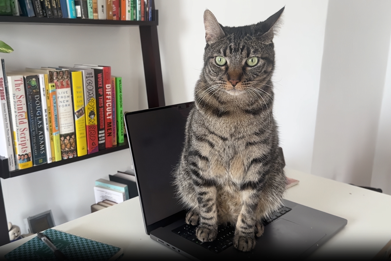 Cat on your keyboard? A Mac app called Cats Lock is here to save the day