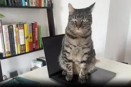 Cat on your keyboard? A Mac app called Cats Lock is here to save the day