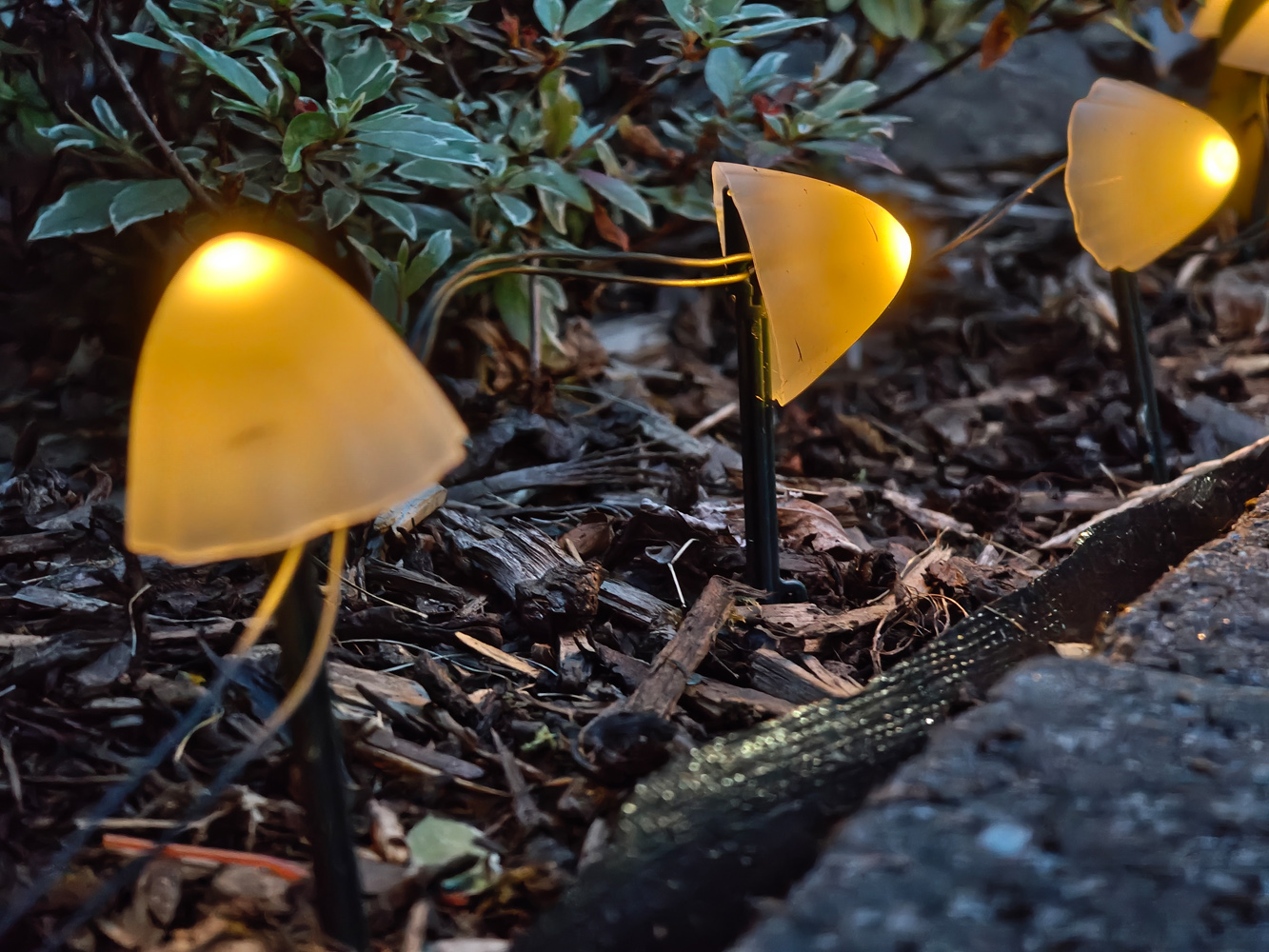 Motorola Razr Fold camera samples low light mushrooms