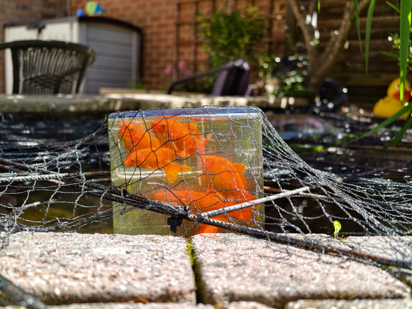 Vivo X300 Ultra camera samples fish bowl