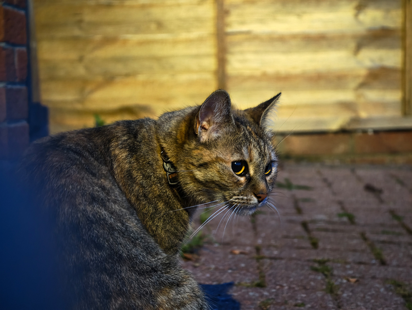 Vivo X300 Ultra camera samples low light cat