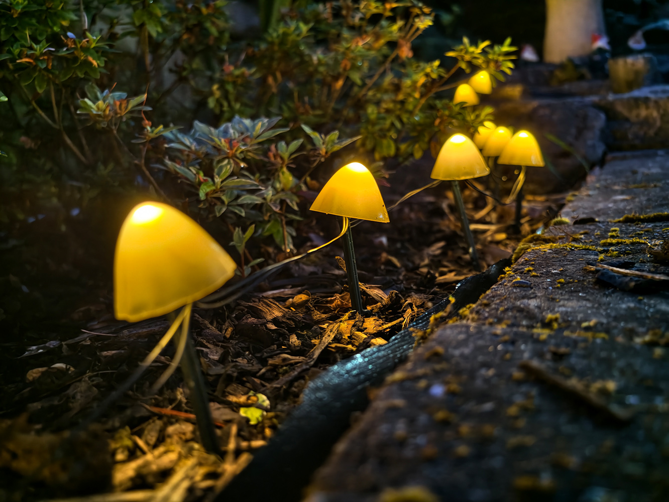 Vivo X300 Ultra camera samples low light mushrooms