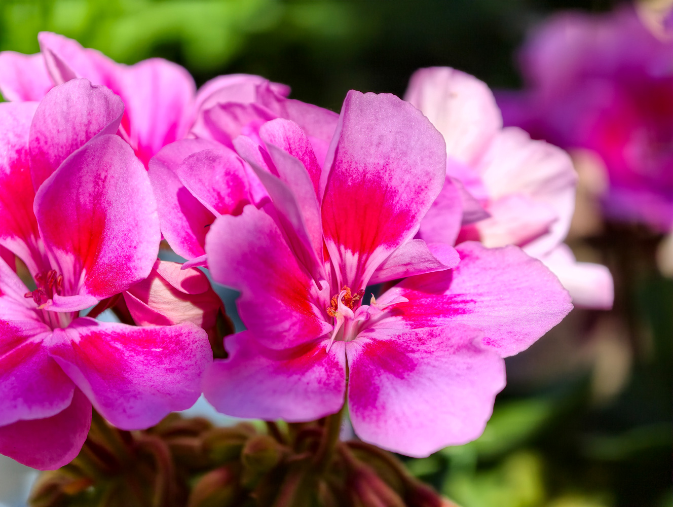 Vivo X300 Ultra camera samples macro flowers