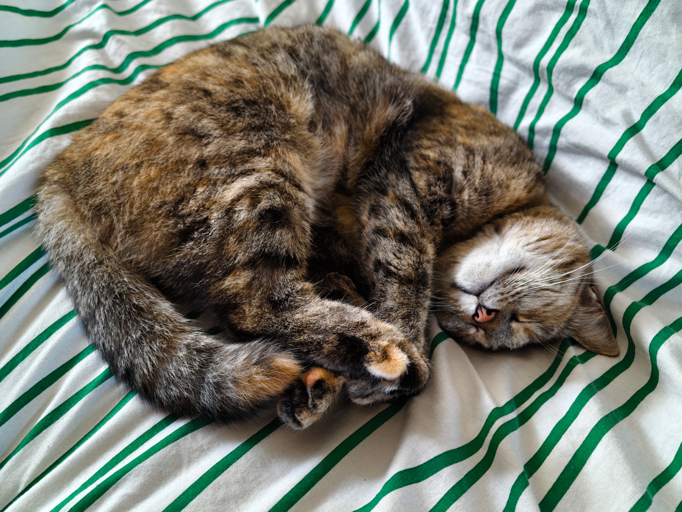 Vivo X300 Ultra camera samples sleeping cat 35mm