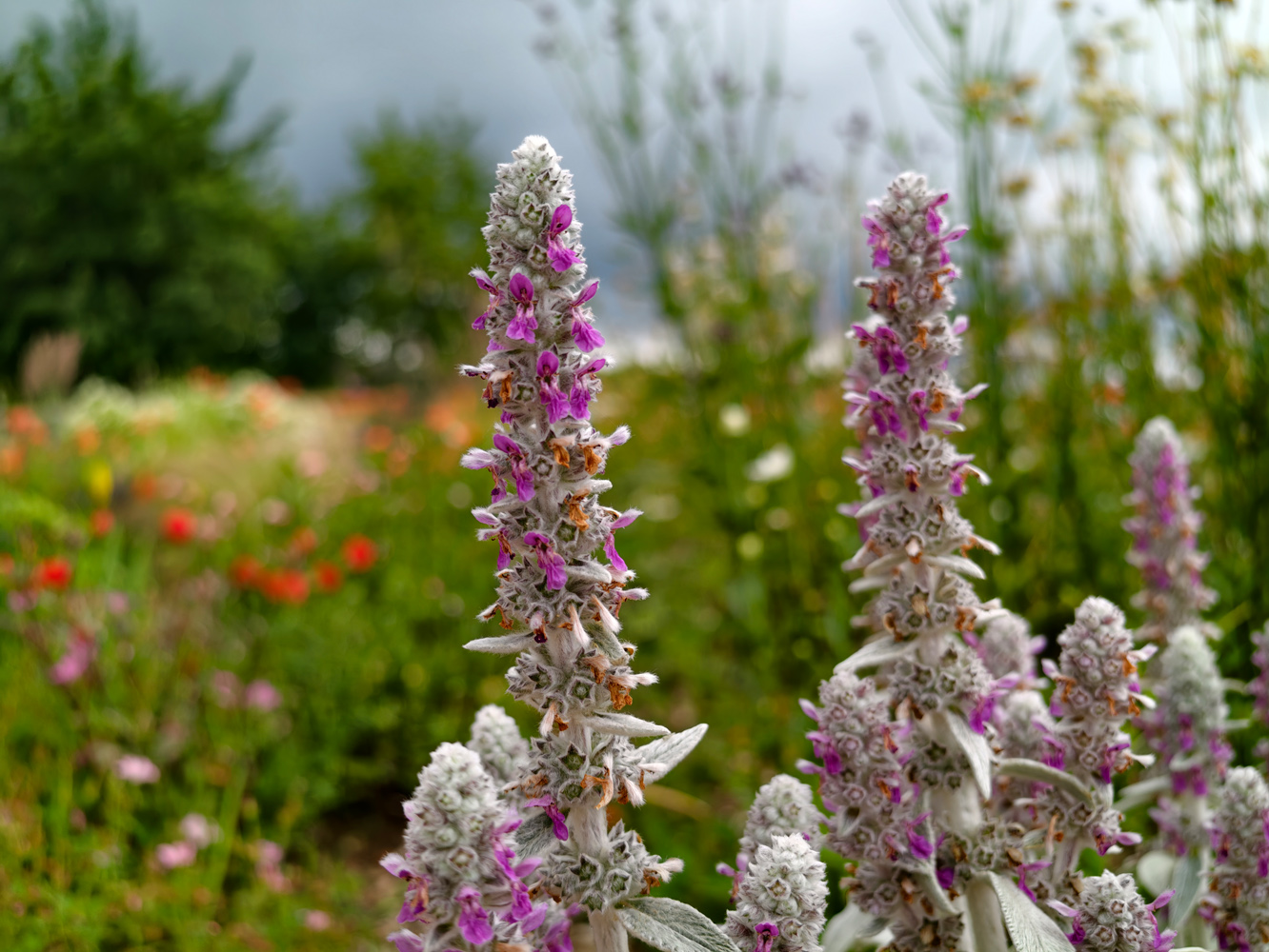 Vivo X300 Ultra camera samples wild flowers