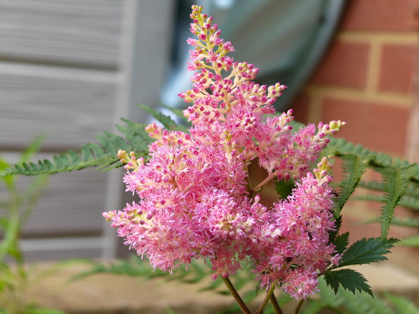 Honor Magic V6 camera samples macro buds