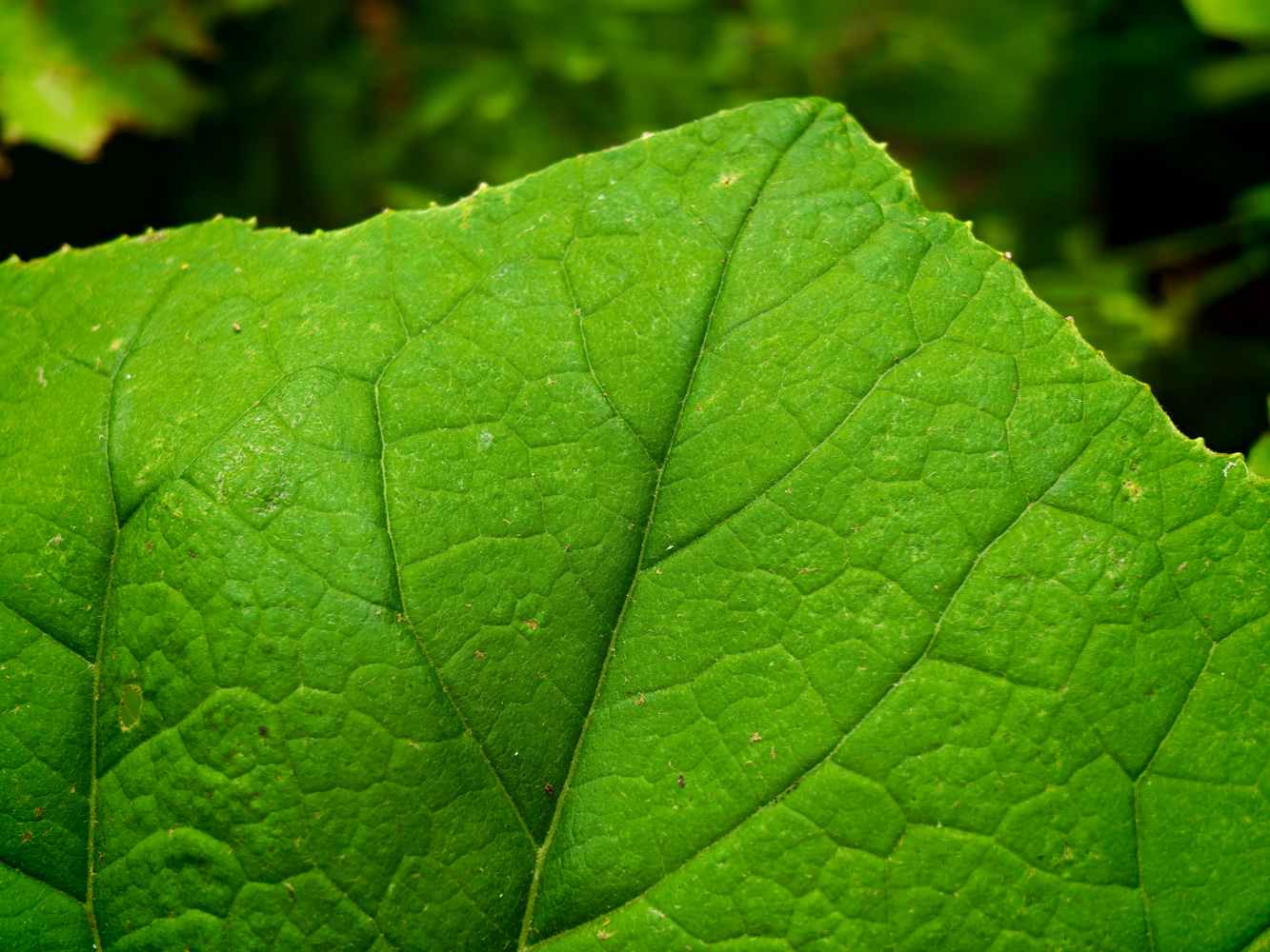 Honor Magic V6 camera samples macro leaf