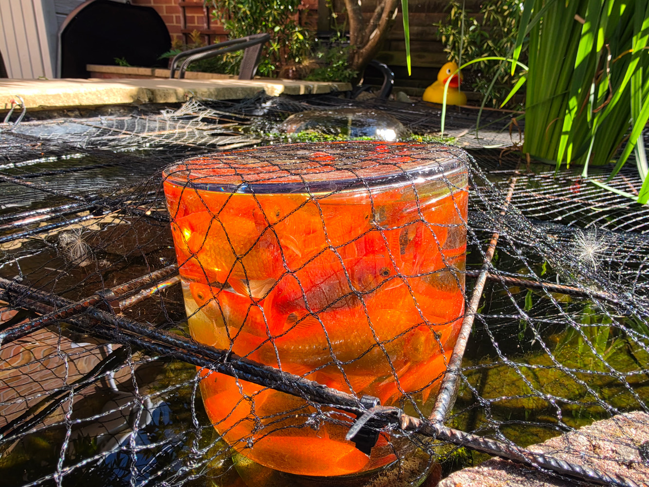 Samsung Galaxy Z Fold8 camera samples fish