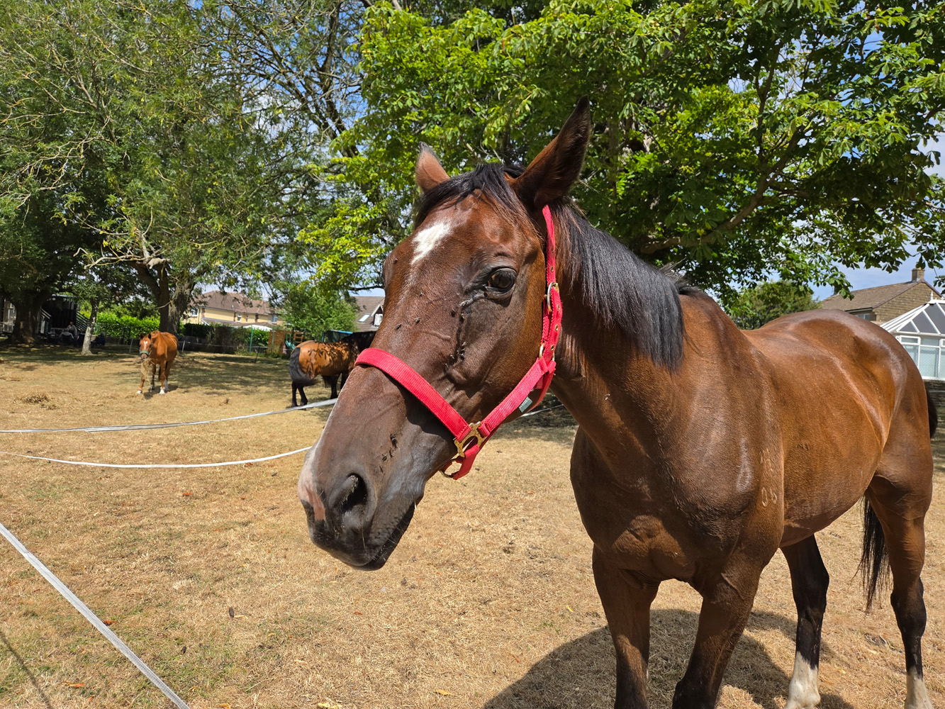 Samsung Galaxy Z Fold8 camera samples horse
